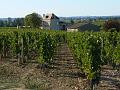 Vineyards near Saint-Émilion P1140187